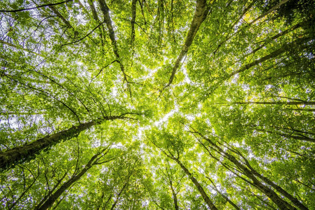 CO2 neutrale Mobilität - grüne Bäume